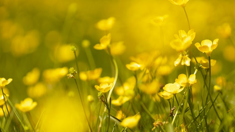 buttercups at Sherborne